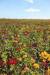 传任天堂新主机Switch 2将于明年3月＆4月发售